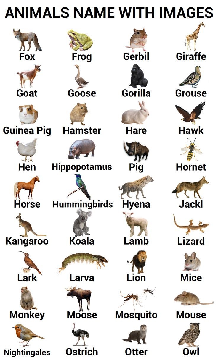 A To Z Animals Names With Their Images In English