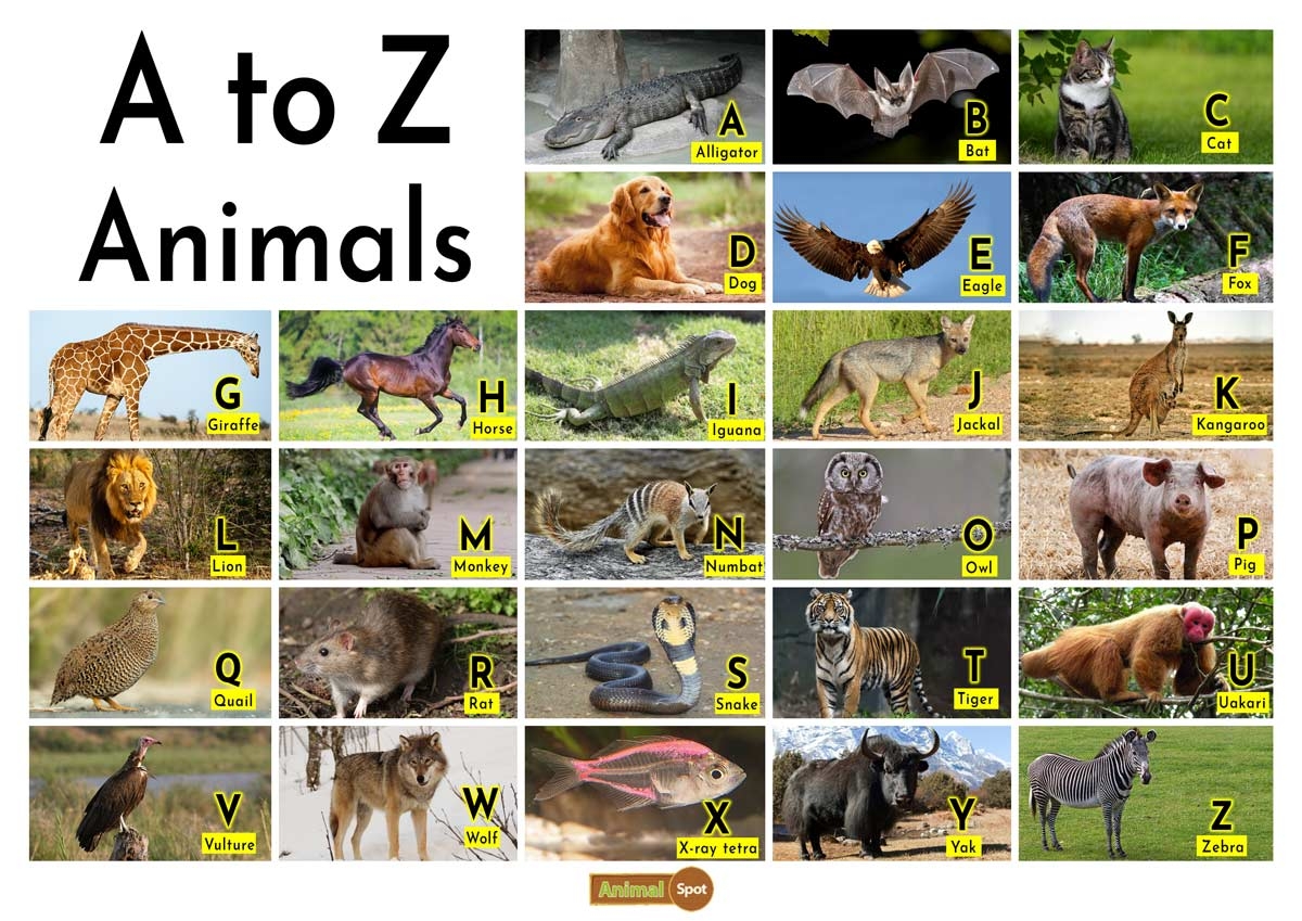a to z animals