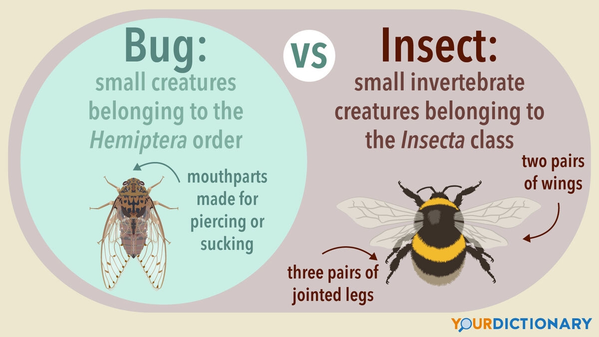 Bug Vs Insect Why One Is Not Like The Other YourDictionary Bug Vs Insect Why One Is Not Like The Other YourDictionary