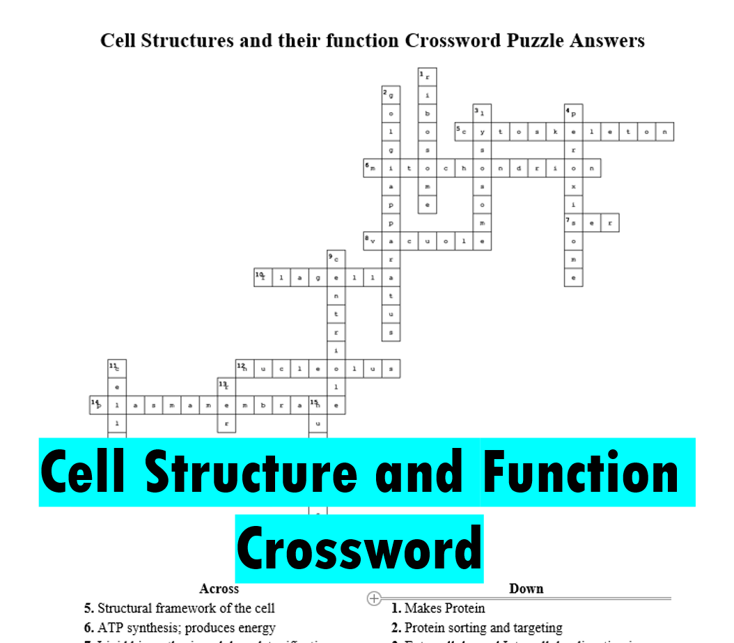Cell Structure And Function Crossword Puzzle With Answer Key