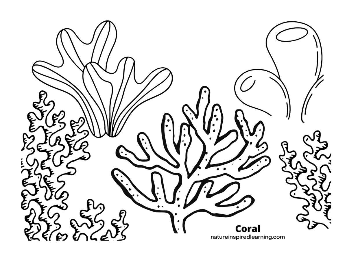 Coral Reef Coloring Sheet