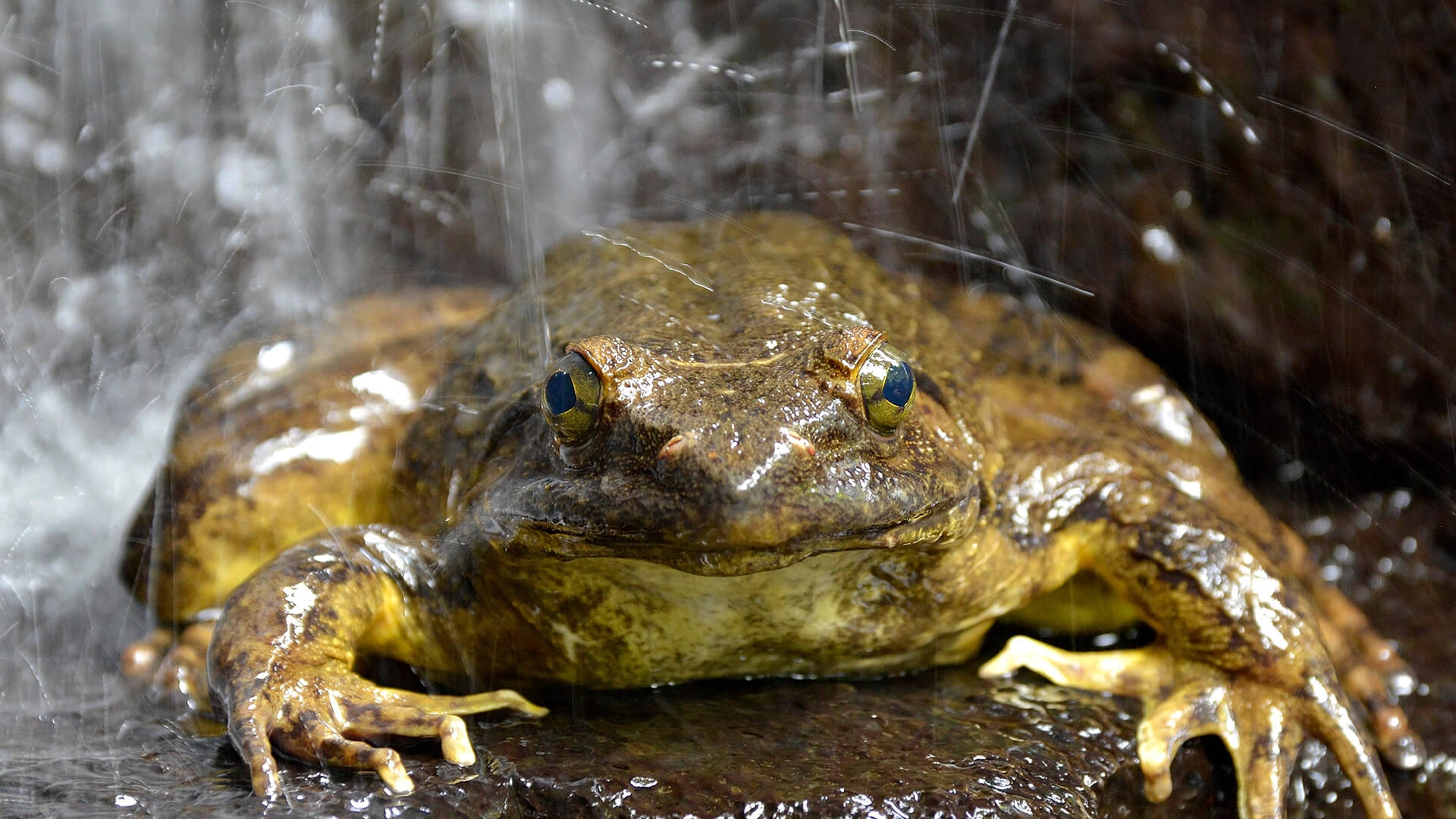 Goliath Frog San Diego Zoo Animals Plants