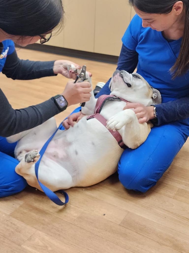 noah's ark pet hospital