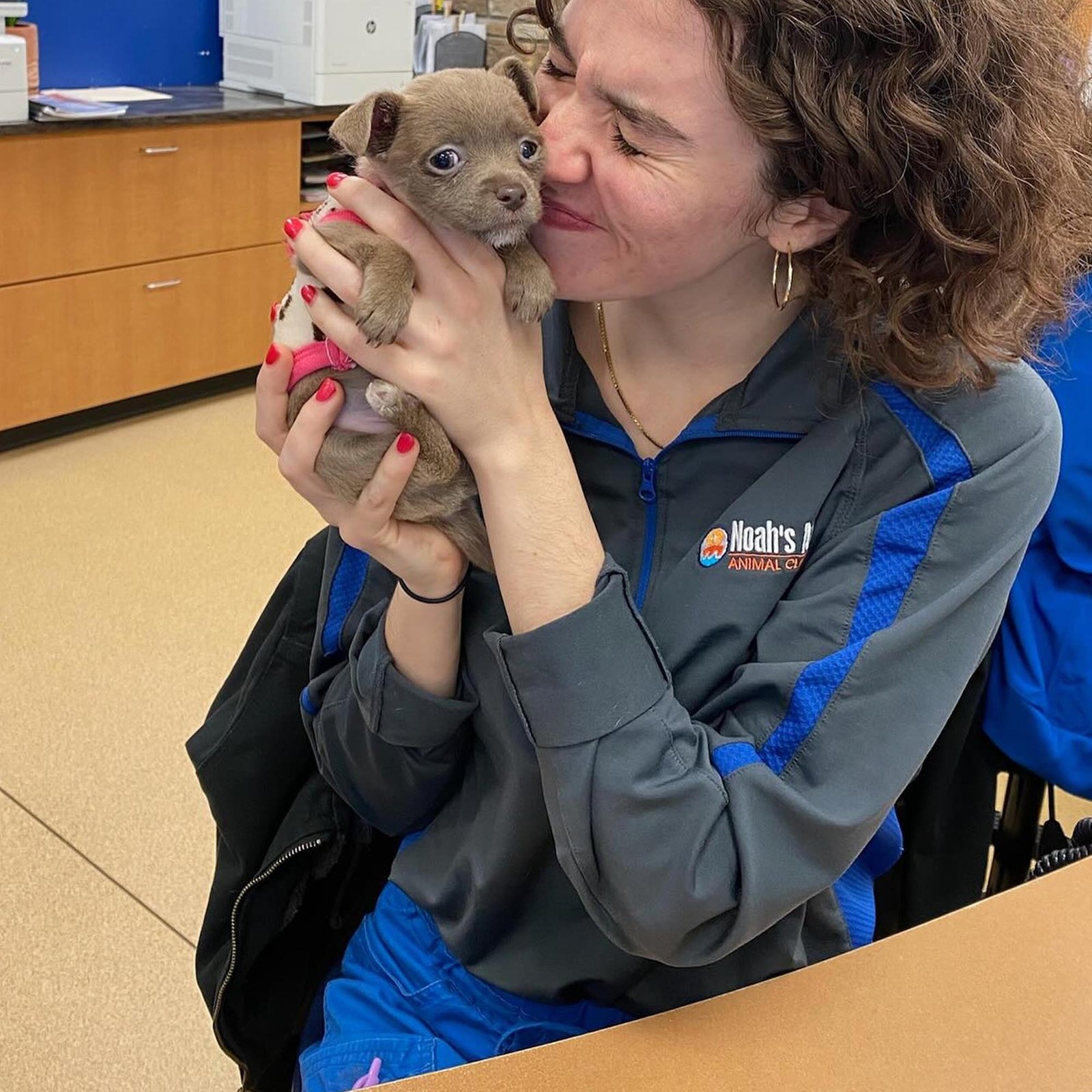 Homepage Noahs Ark Animal Clinics