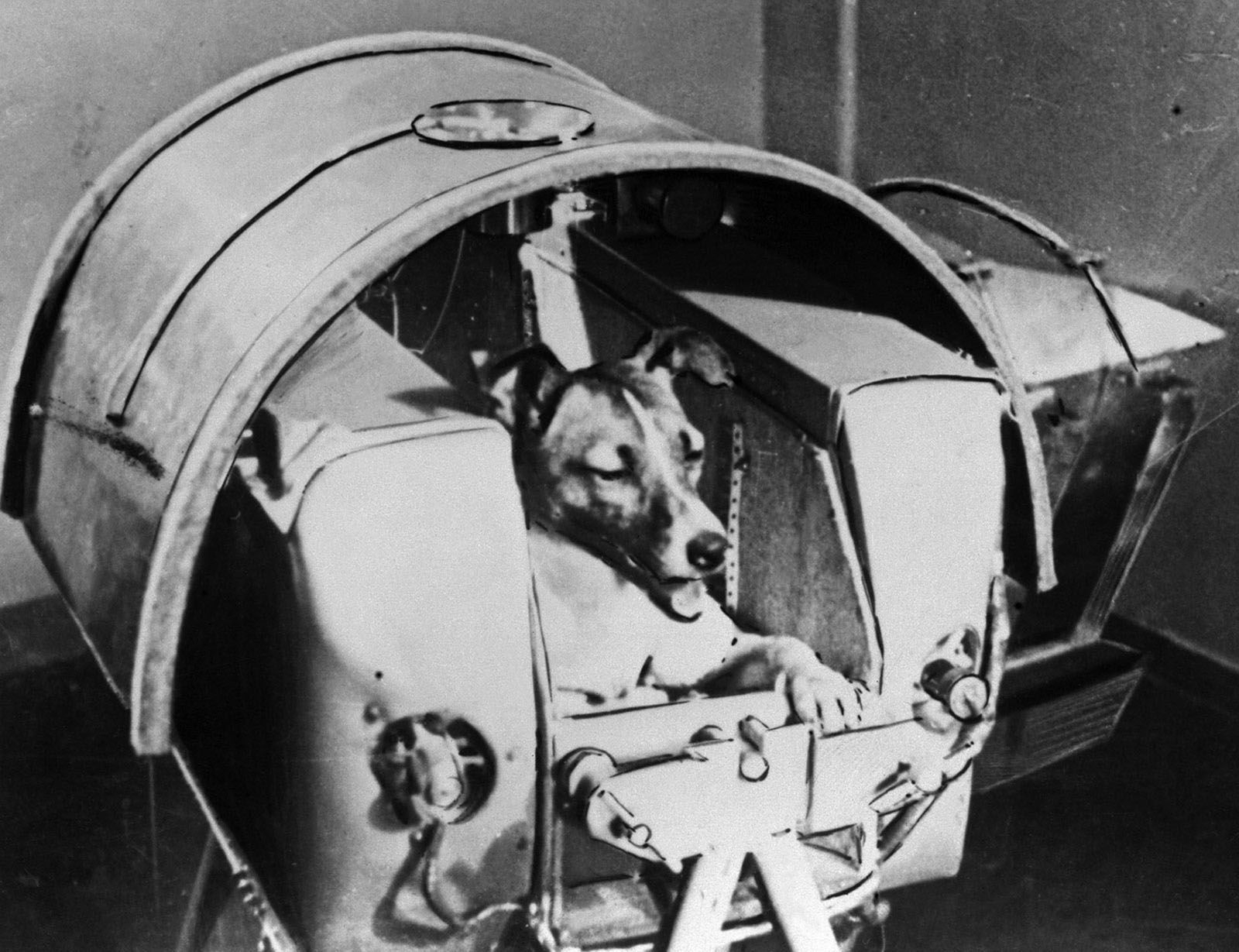 First Dog In Space Name