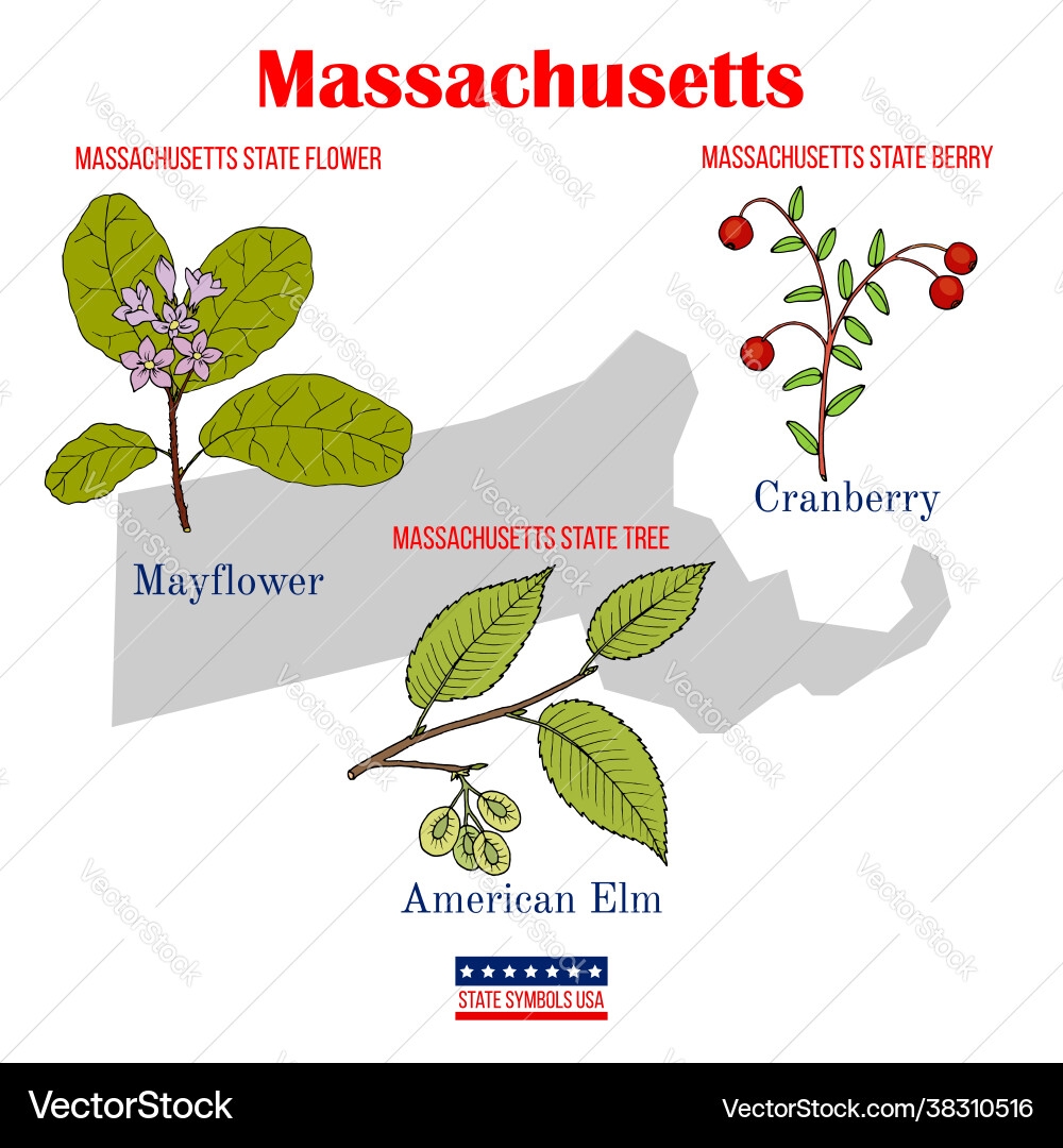 Massachusetts State Symbols Royalty Free Vector Image Massachusetts State Symbols Royalty Free Vector Image