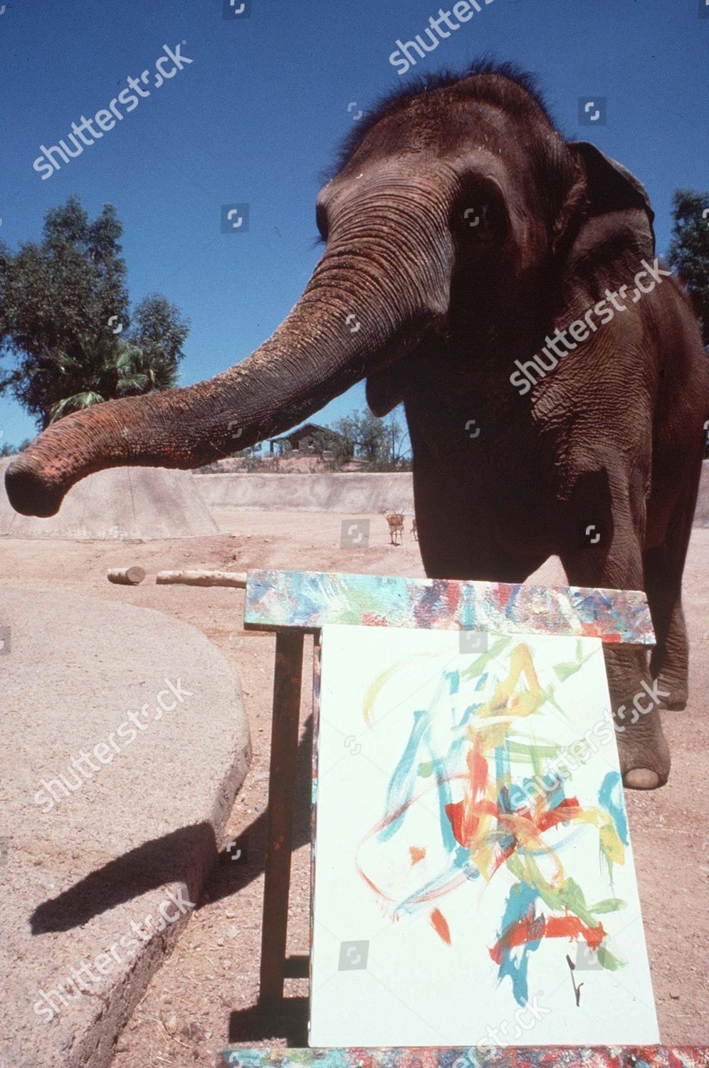 Ruby Asian Elephant Editorial Stock Photo Stock Image Shutterstock Editorial