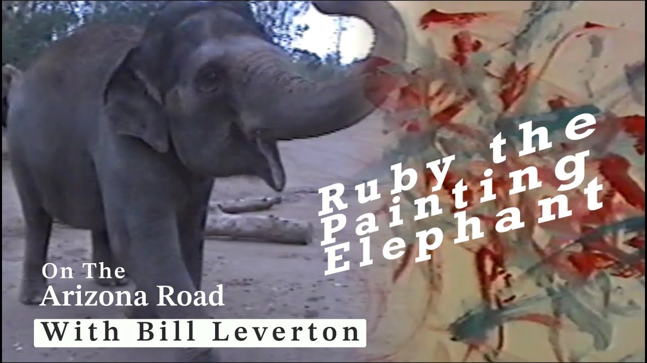 Ruby The Painting Elephant By Reporter Bill Leverton On The Arizona Road YouTube