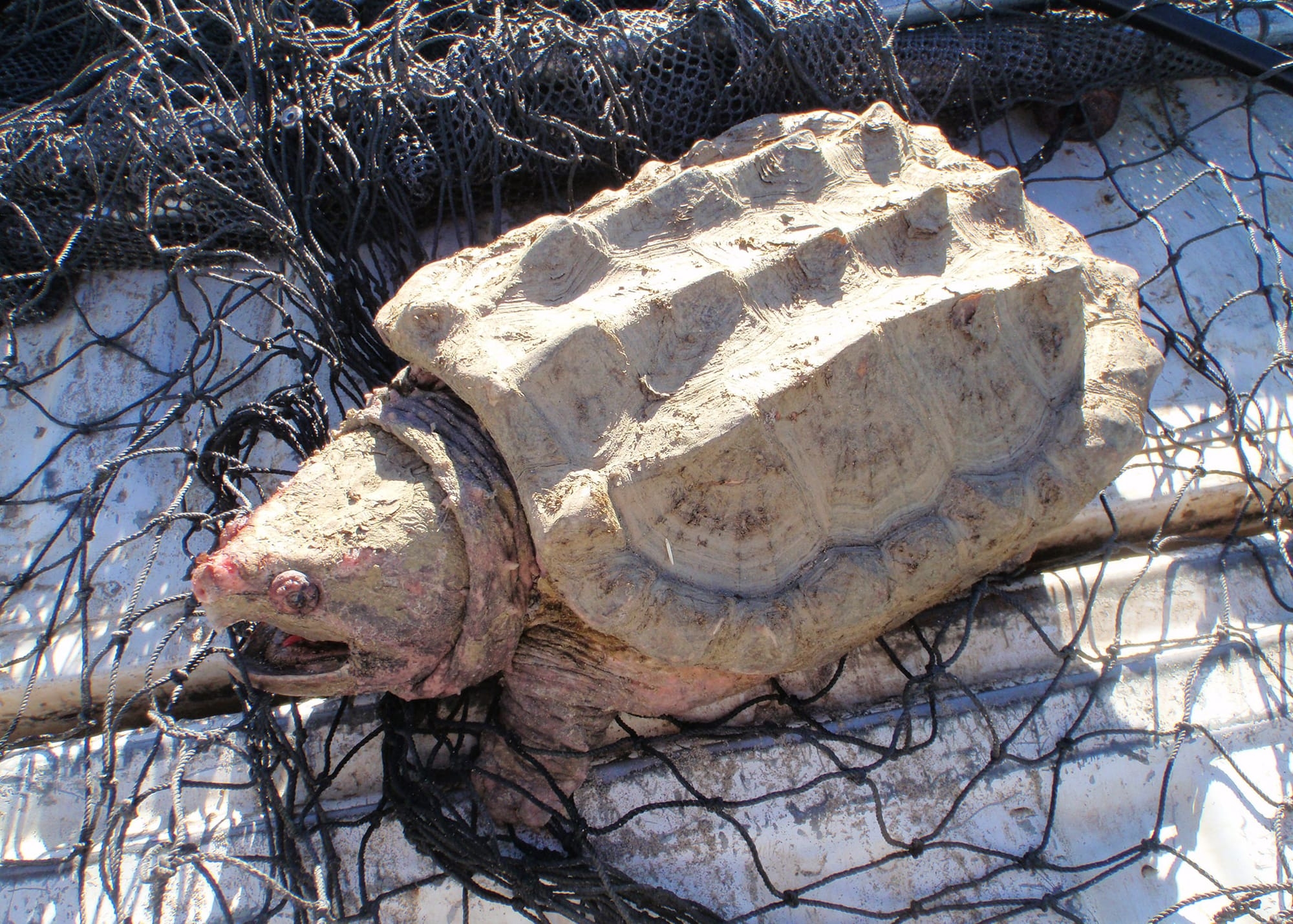 State Advises Oregonians To Watch Out For Snapping Turtles Banks Post