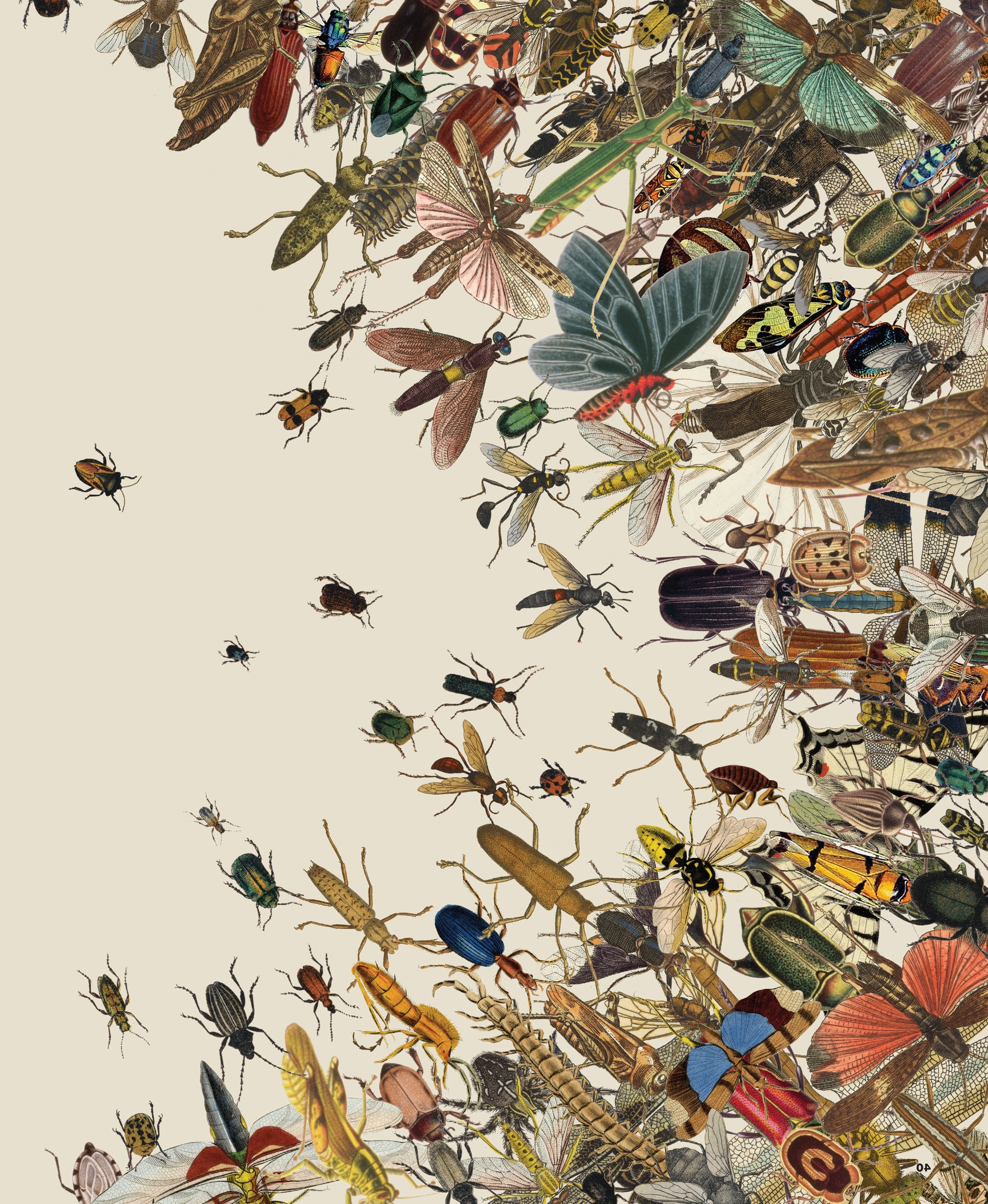 The Insect Apocalypse Is Here The New York Times The Insect Apocalypse Is Here The New York Times