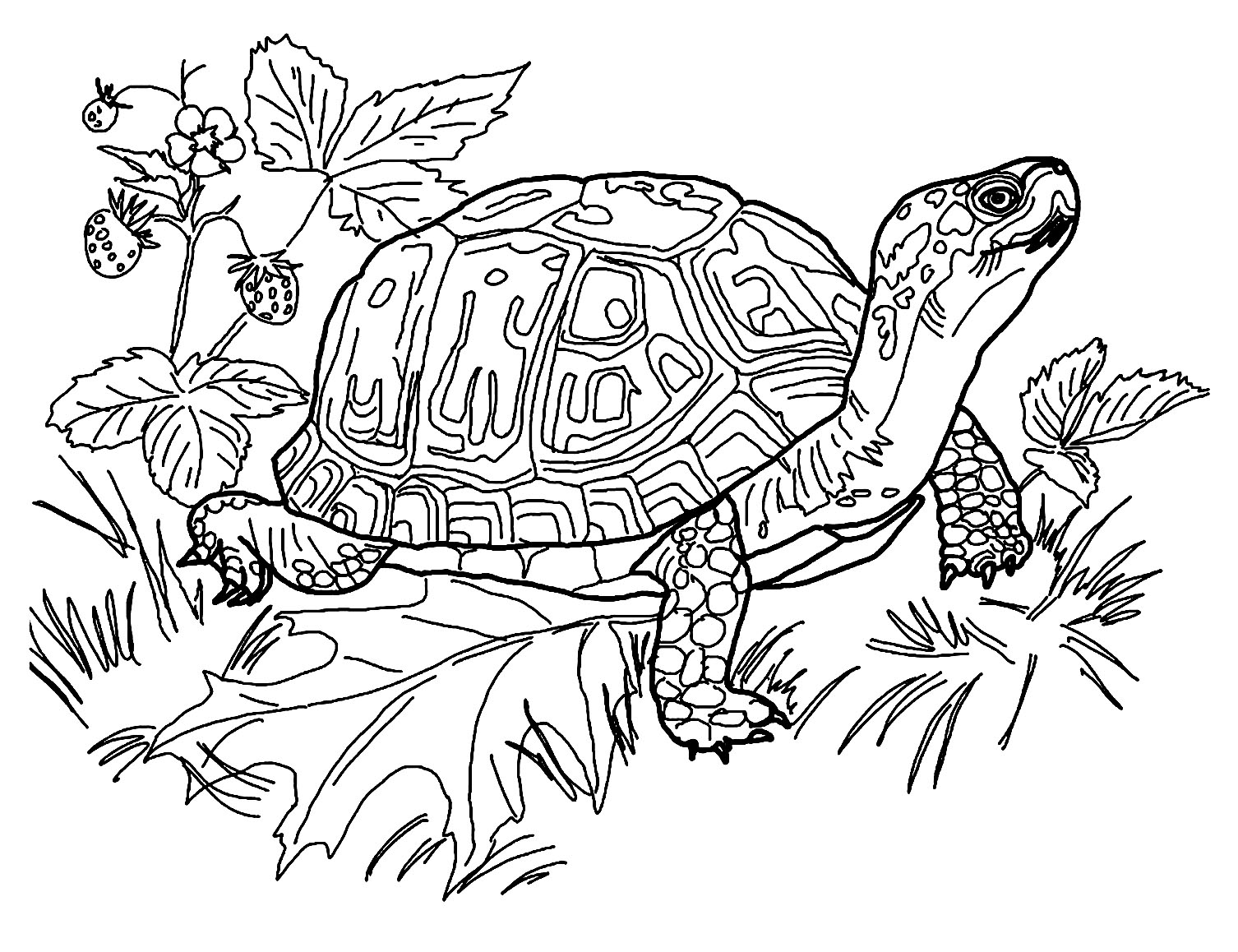 Turtle Coloring Page To Print Turtle Coloring Pages Turtle Coloring Page To Print Turtle Coloring Pages