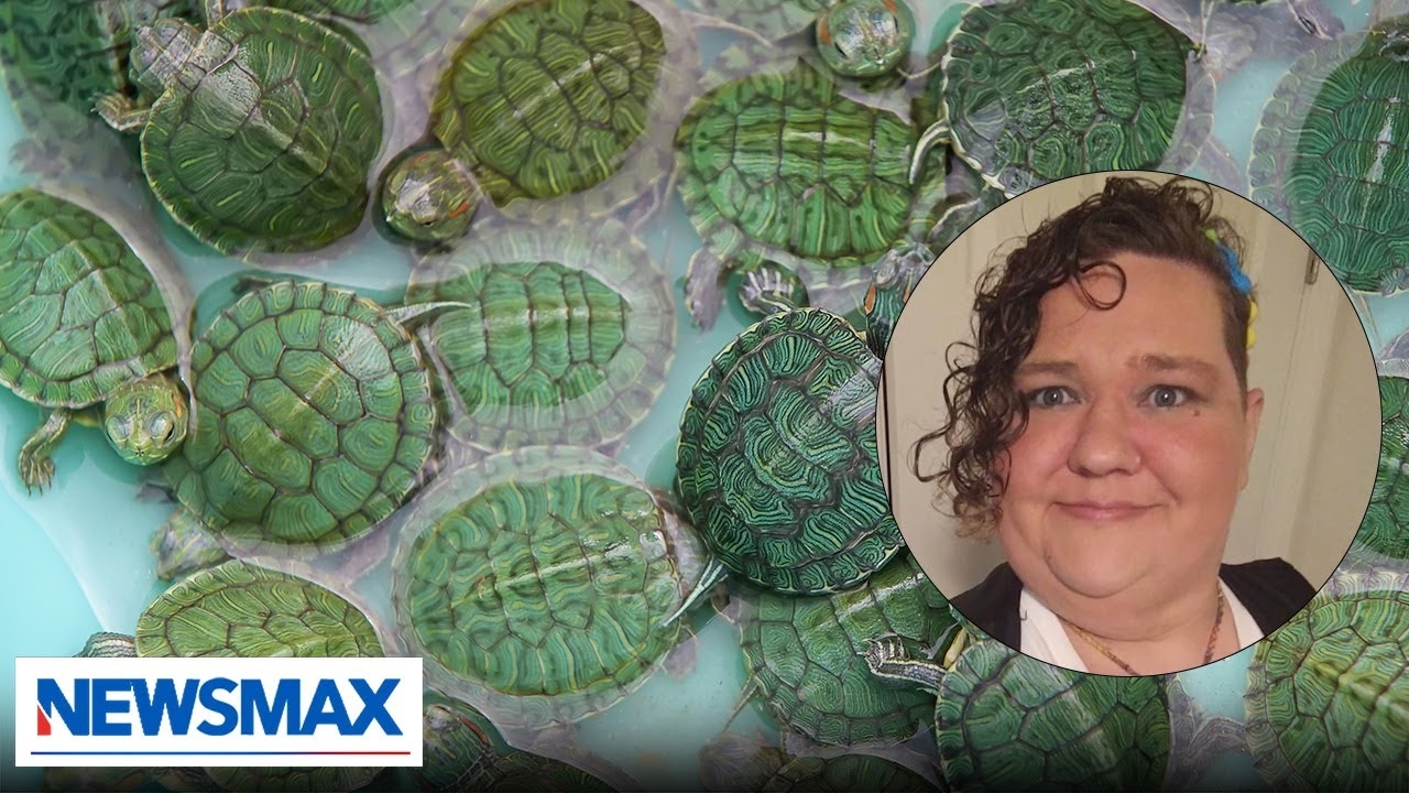 Turtle Identifying Person Give The Left Mental Health Advice Chris Plante YouTube