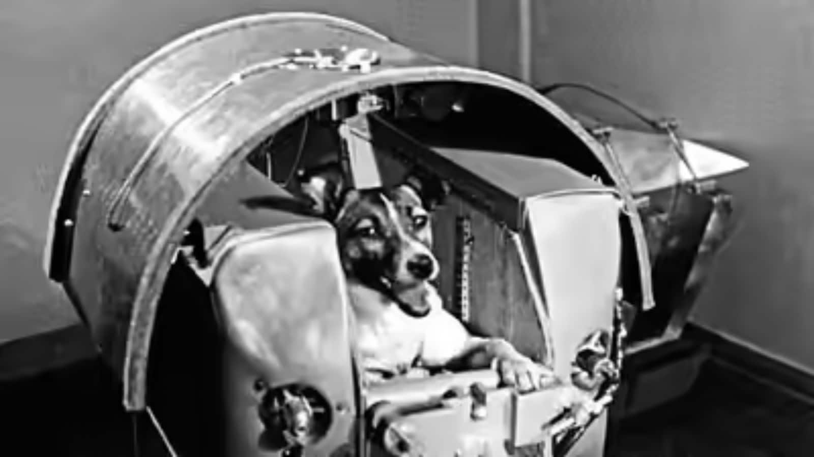 first dog in space name