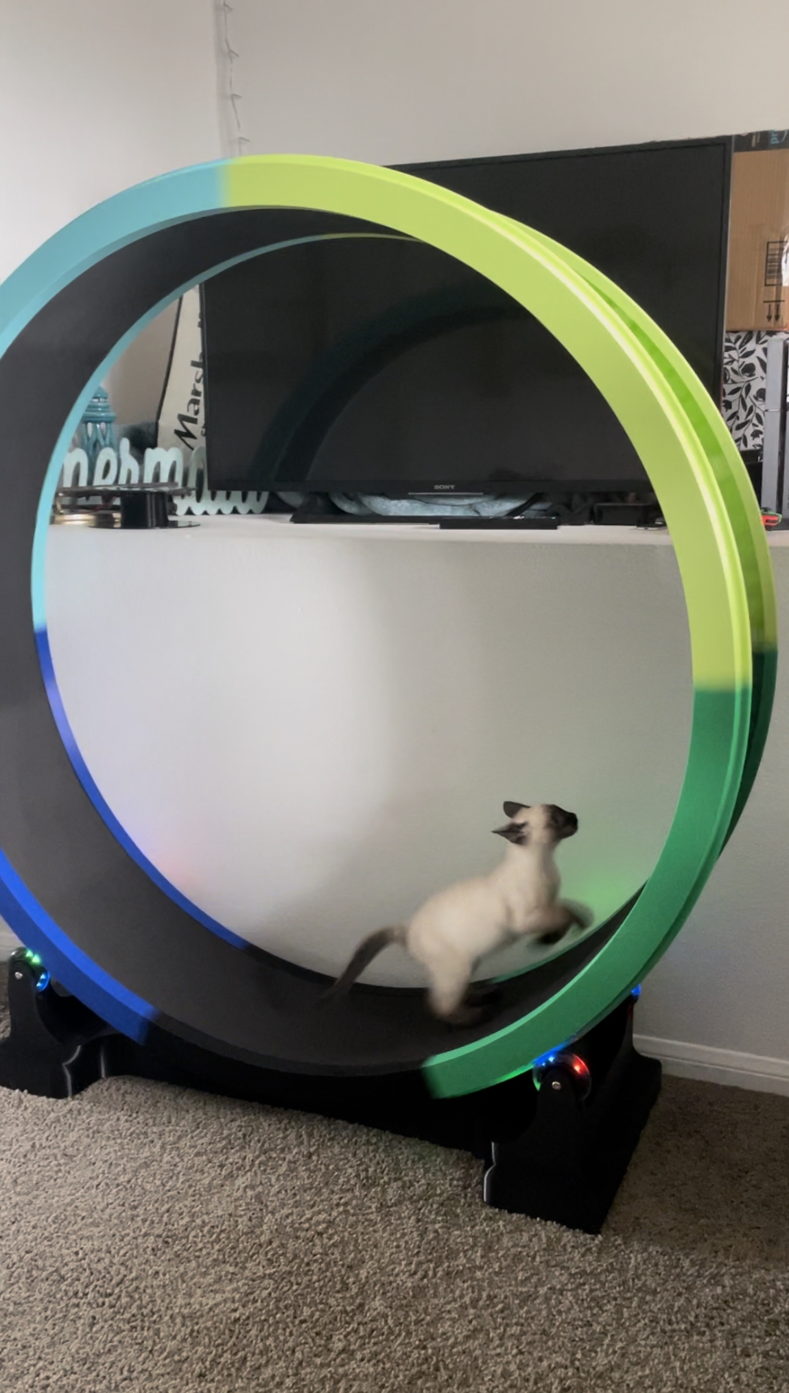  Cat Exercise Wheel 3D Print With The Ender 5 S1 3D Printer Cults