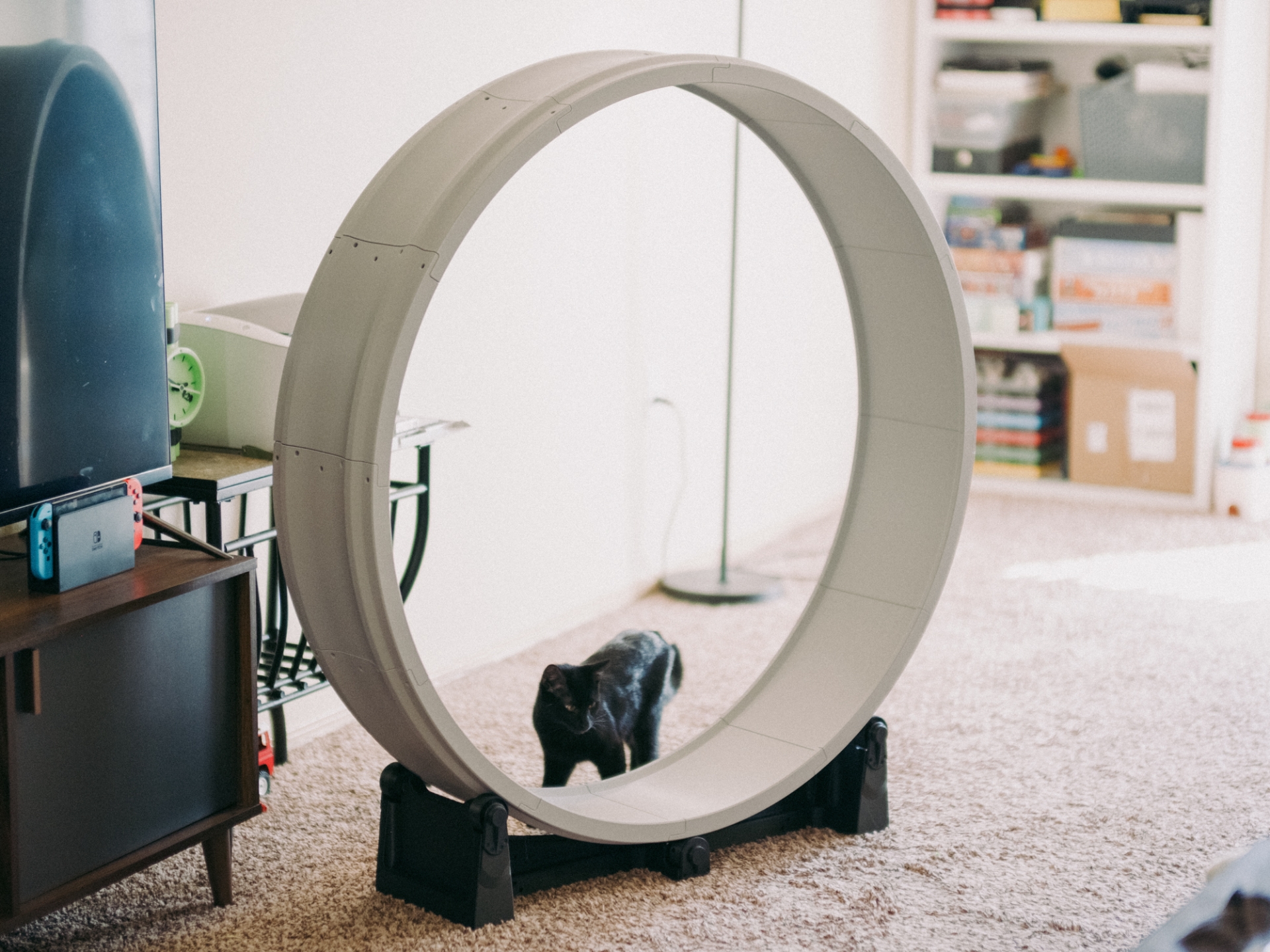 Cat Exercise Wheel Free 3D Print Model MakerWorld