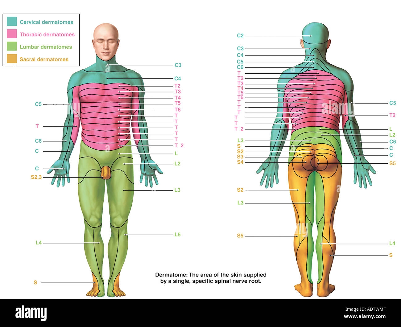 Chapter 13 The Spinal Cord