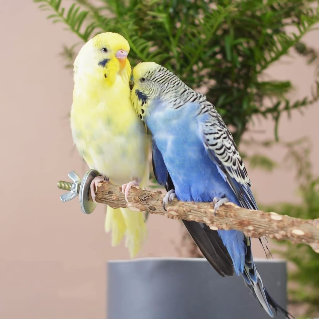 small bird crossword clue