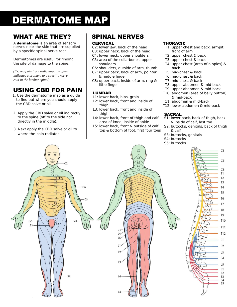 dermatome chart printable