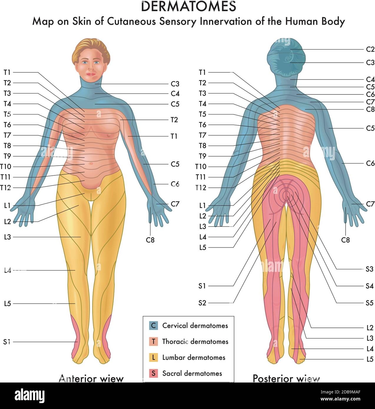 Dermatomes Anatomical Chart Of Face Understanding Dermatomes Chart HPC International Dermatome Chart Printable Pdf
