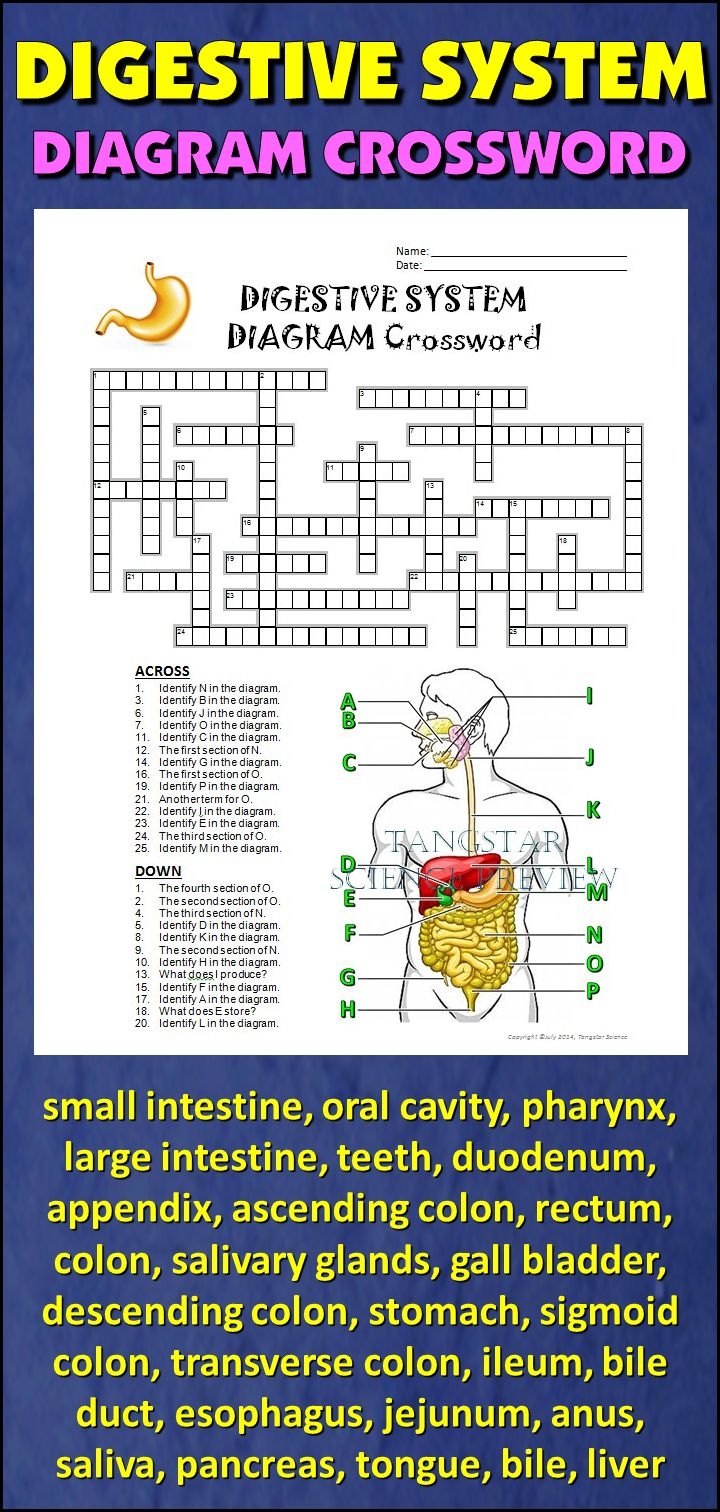 Digestive System Crossword With Diagram Printable Distance Learning Options