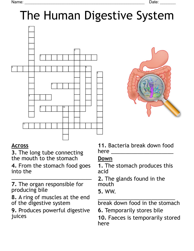 Digestive System Diagram Crossword WordMint