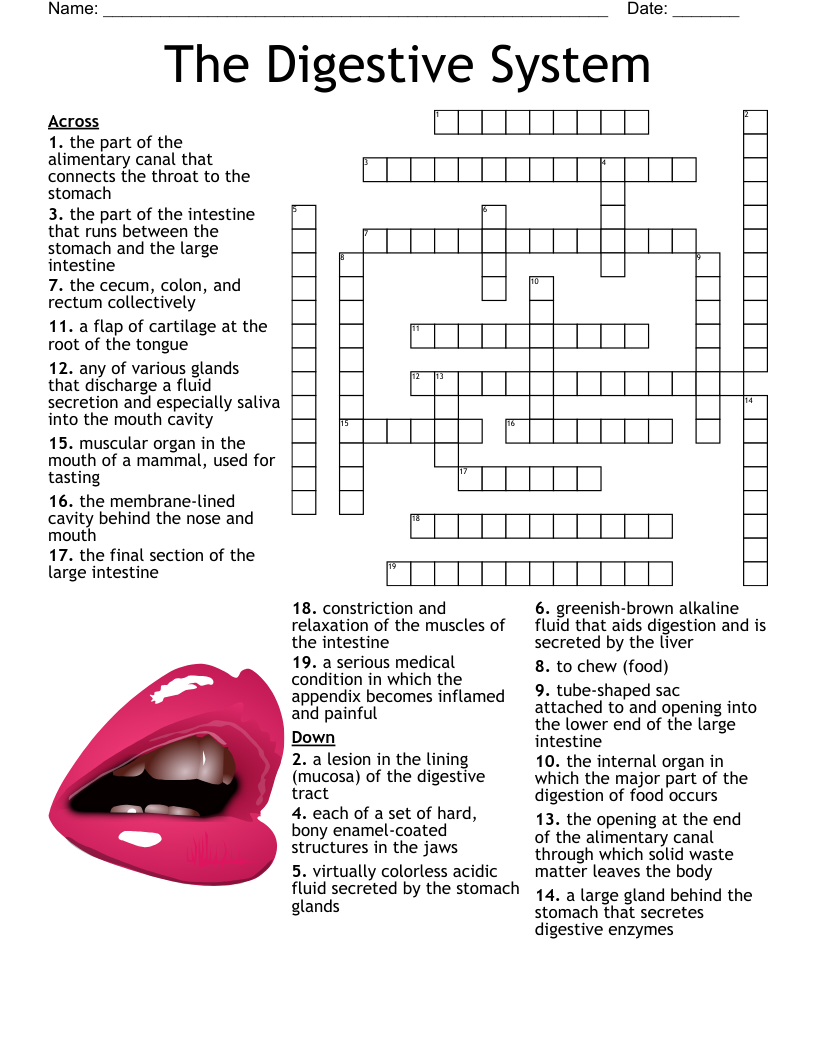 Digestive System Diagram Crossword WordMint