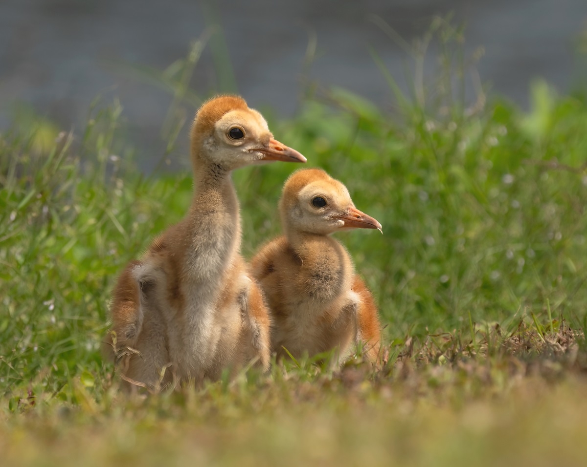 Kid s Corner Baby Bird Crossword Puzzle Bird Town Pennsylvania Kid s Corner Baby Bird Crossword Puzzle Bird Town Pennsylvania