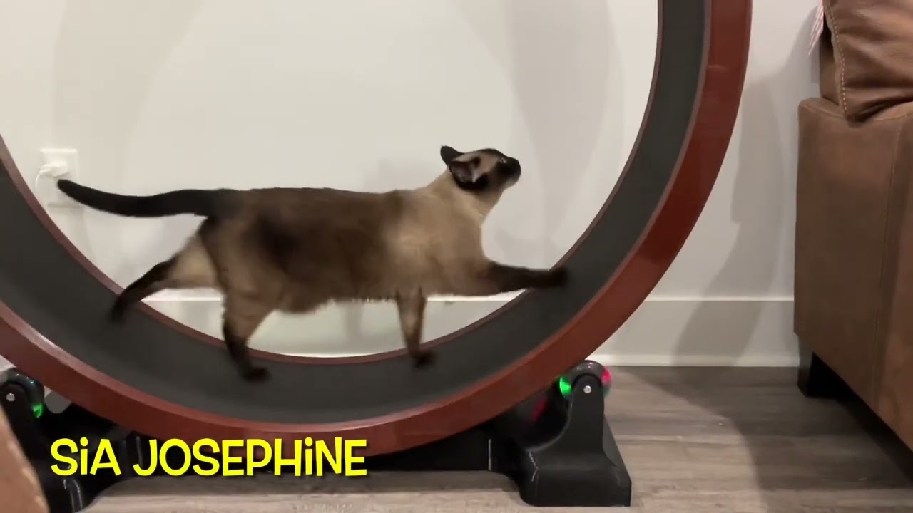 3d printable cat wheel